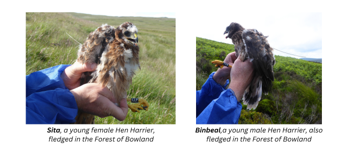 The two English Hen Harriers satellite tagged in 2024