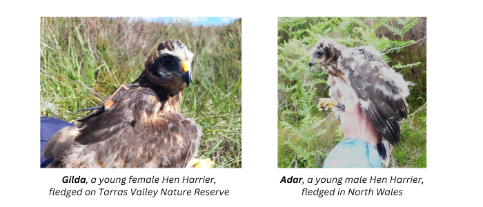 Our Scottish and Welsh satellite tagged Hen Harriers