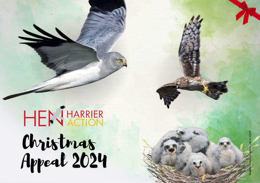 Hen Harrier Action 2024 Christmas Appeal