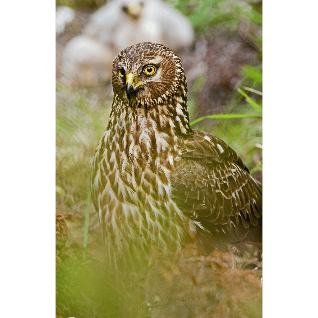 Picture of a female Hen Harrier